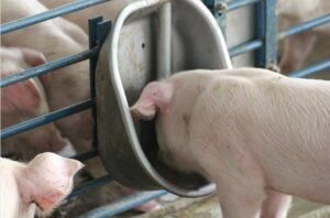 Чашечные поилки для свиней